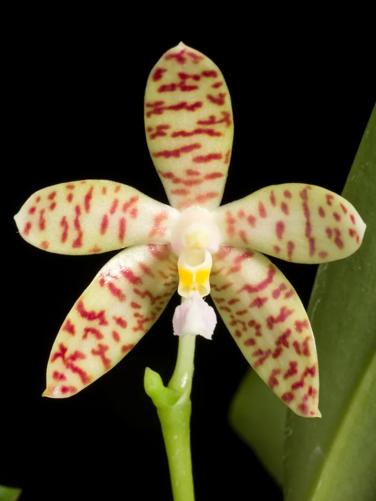 phalaenopsis pallens plant showing characteristic features