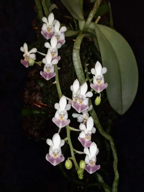 phalaenopsis parishii plant showing characteristic features