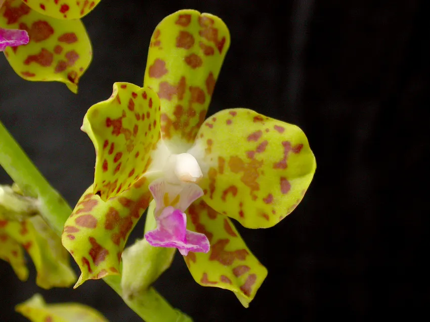 phalaenopsis parishii plant showing characteristic features