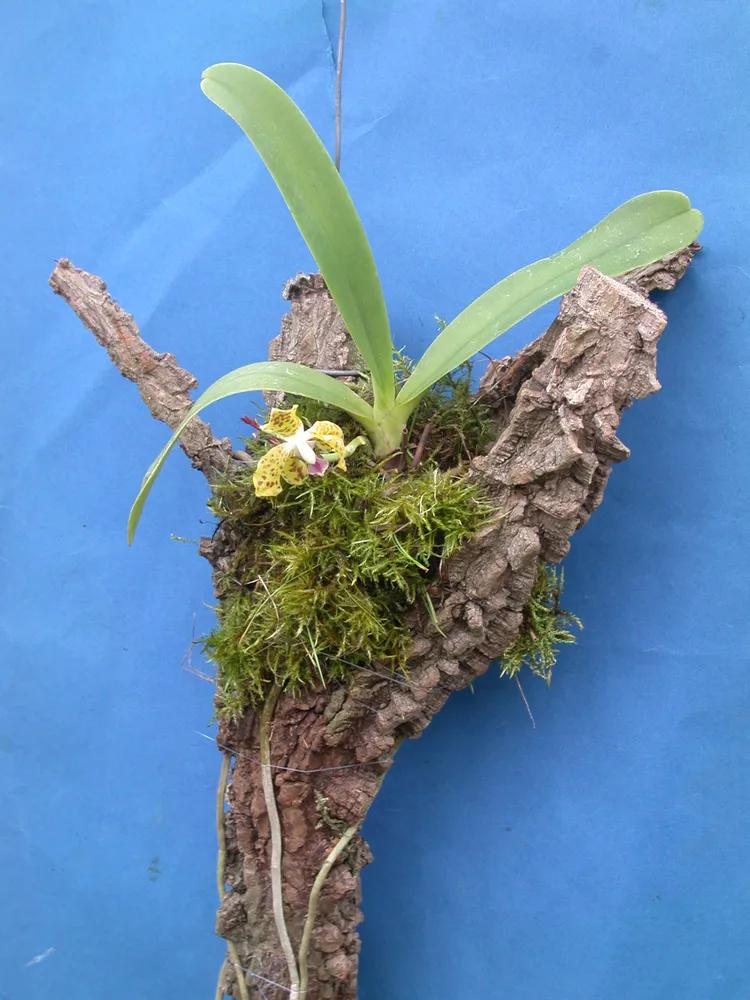 phalaenopsis parishii plant showing characteristic features