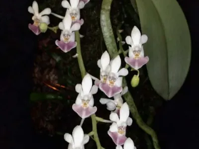 phalaenopsis parishii thumbnail