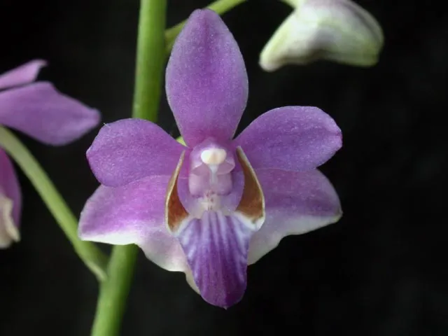 phalaenopsis pulcherrima plant showing characteristic features