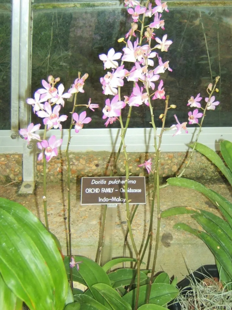 phalaenopsis pulcherrima plant showing characteristic features