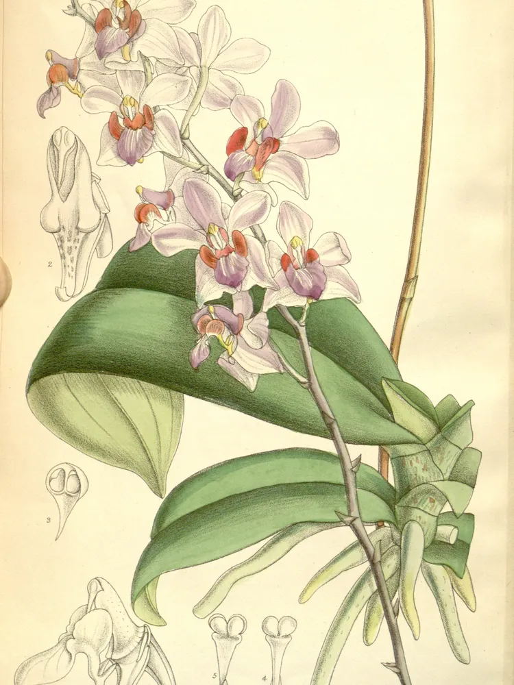 phalaenopsis pulcherrima plant showing characteristic features