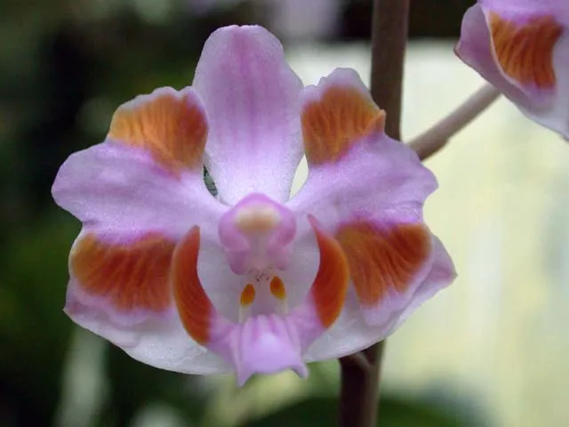 phalaenopsis pulcherrima plant showing characteristic features