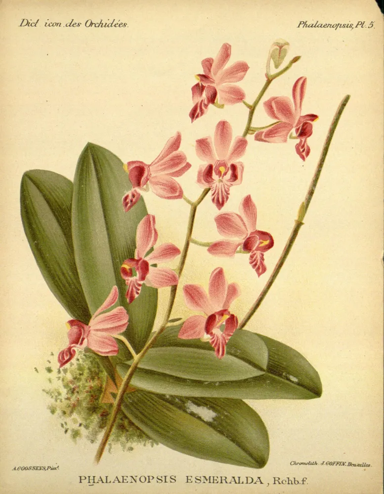 phalaenopsis pulcherrima plant showing characteristic features