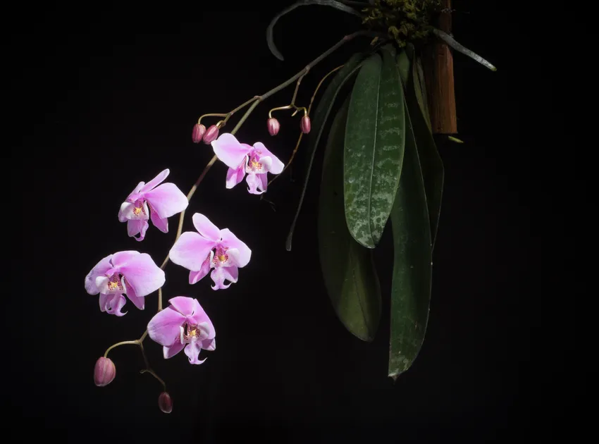 phalaenopsis schilleriana plant showing characteristic features