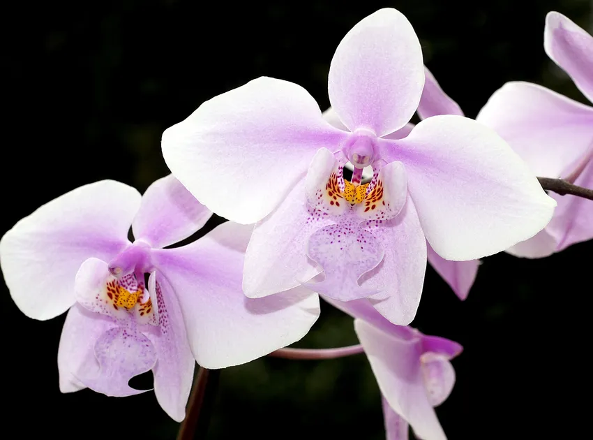 phalaenopsis schilleriana plant showing characteristic features