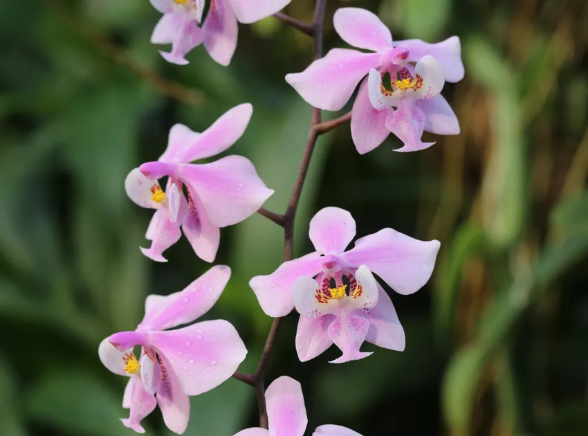 phalaenopsis schilleriana plant showing characteristic features