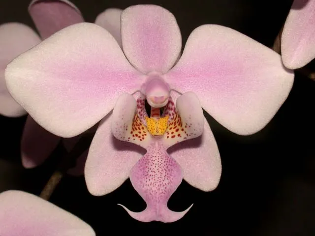 phalaenopsis schilleriana plant showing characteristic features