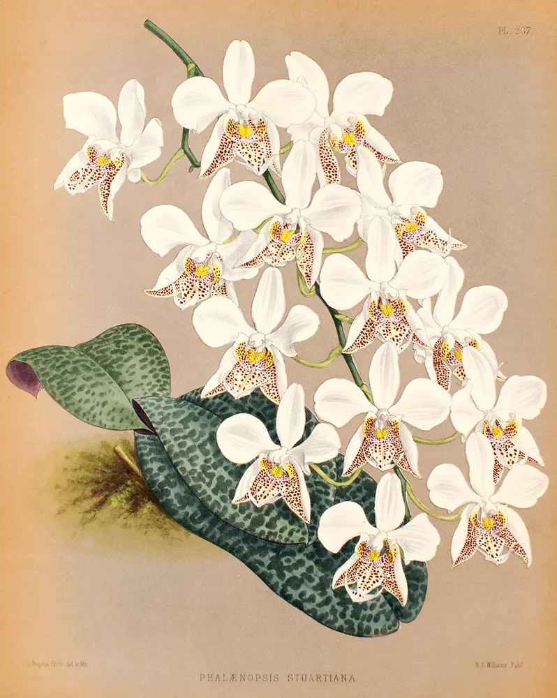 phalaenopsis stuartiana plant showing characteristic features