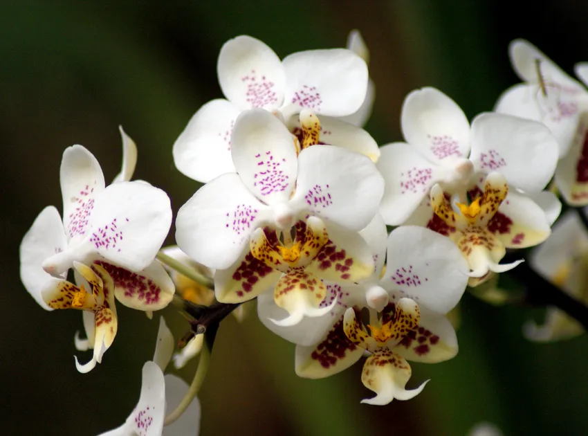 phalaenopsis stuartiana plant showing characteristic features