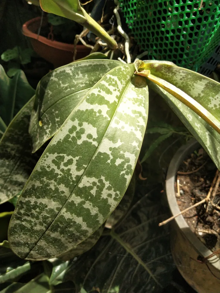 phalaenopsis stuartiana plant showing characteristic features