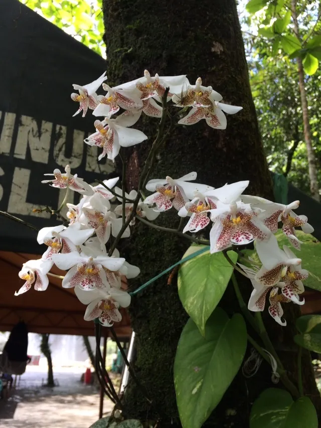 phalaenopsis stuartiana plant showing characteristic features