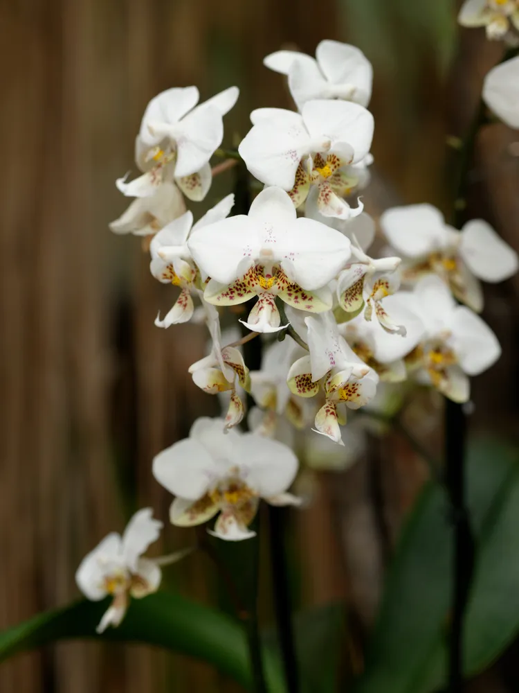 phalaenopsis stuartiana plant showing characteristic features