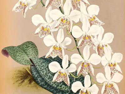 phalaenopsis stuartiana thumbnail