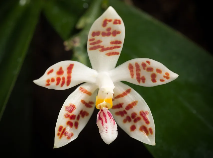 phalaenopsis sumatrana plant showing characteristic features