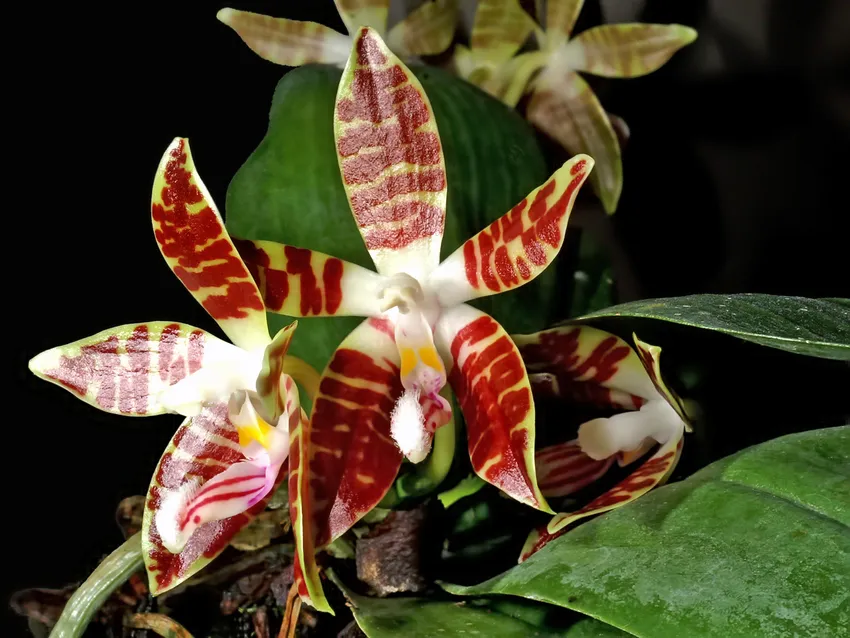 phalaenopsis sumatrana plant showing characteristic features