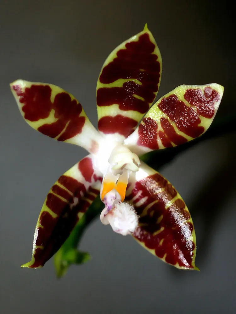 phalaenopsis sumatrana plant showing characteristic features