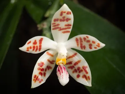 phalaenopsis sumatrana thumbnail