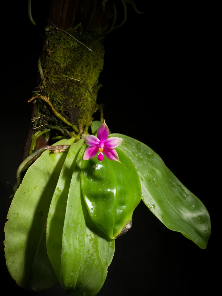 phalaenopsis violacea plant showing characteristic features