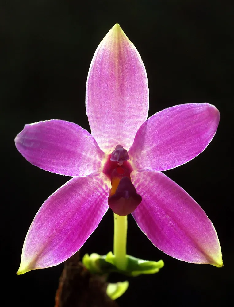 phalaenopsis violacea plant showing characteristic features