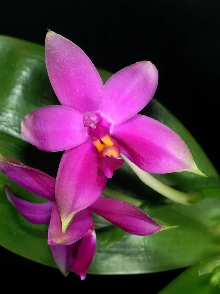 phalaenopsis violacea plant showing characteristic features