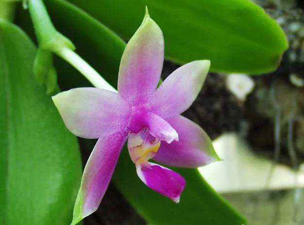 phalaenopsis violacea plant showing characteristic features