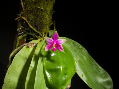 phalaenopsis violacea thumbnail