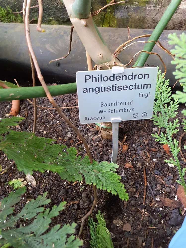 philodendron angustisectum plant showing characteristic features