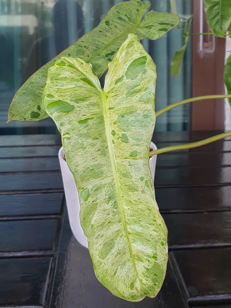 philodendron atabapoense plant showing characteristic features