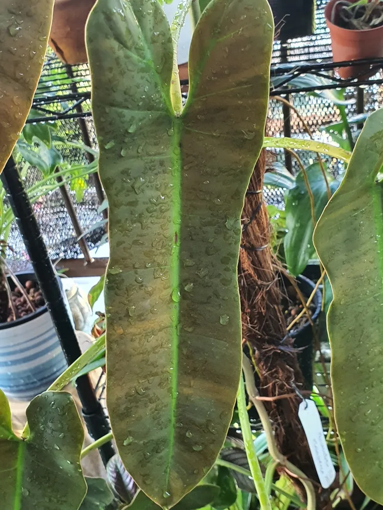 philodendron atabapoense plant showing characteristic features