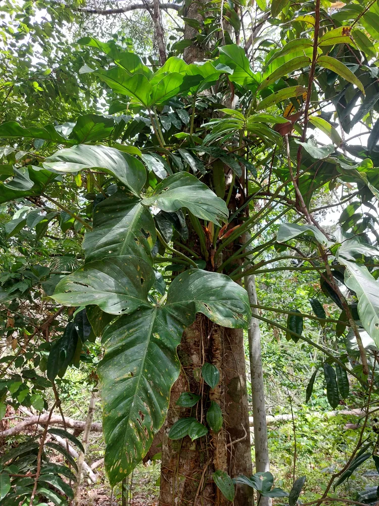 philodendron barrosoanum plant showing characteristic features