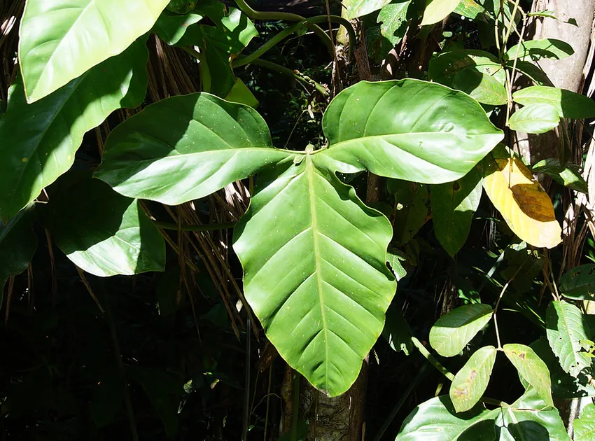 philodendron barrosoanum plant showing characteristic features