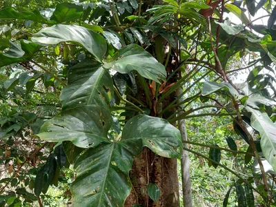 philodendron barrosoanum thumbnail