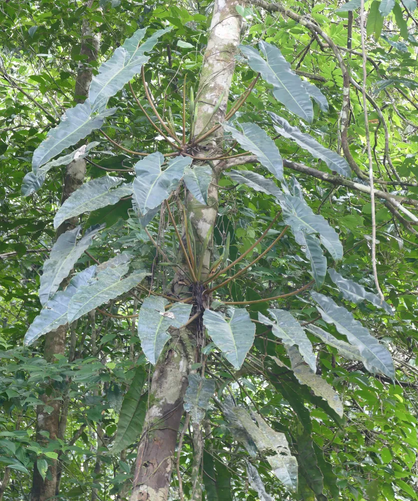 philodendron billietiae plant showing characteristic features