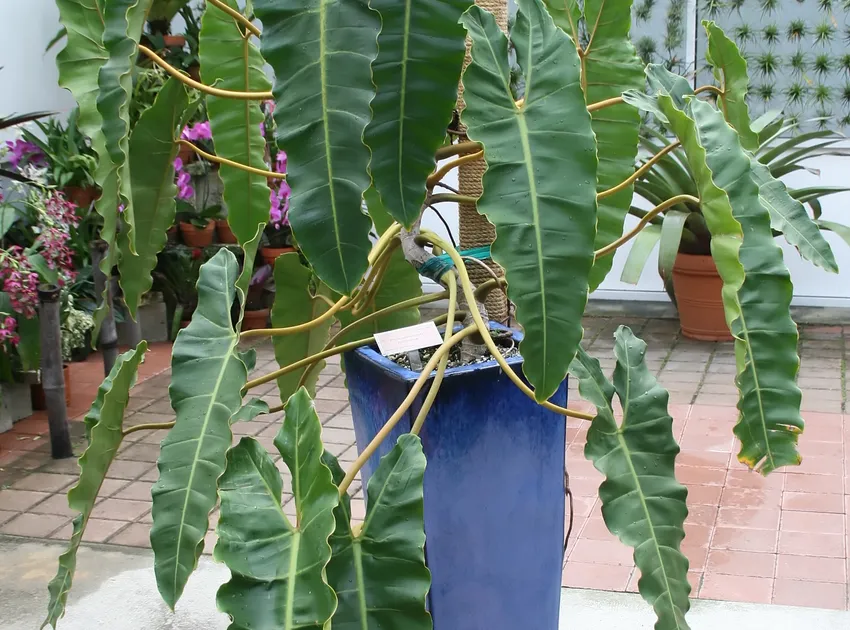 philodendron billietiae plant showing characteristic features