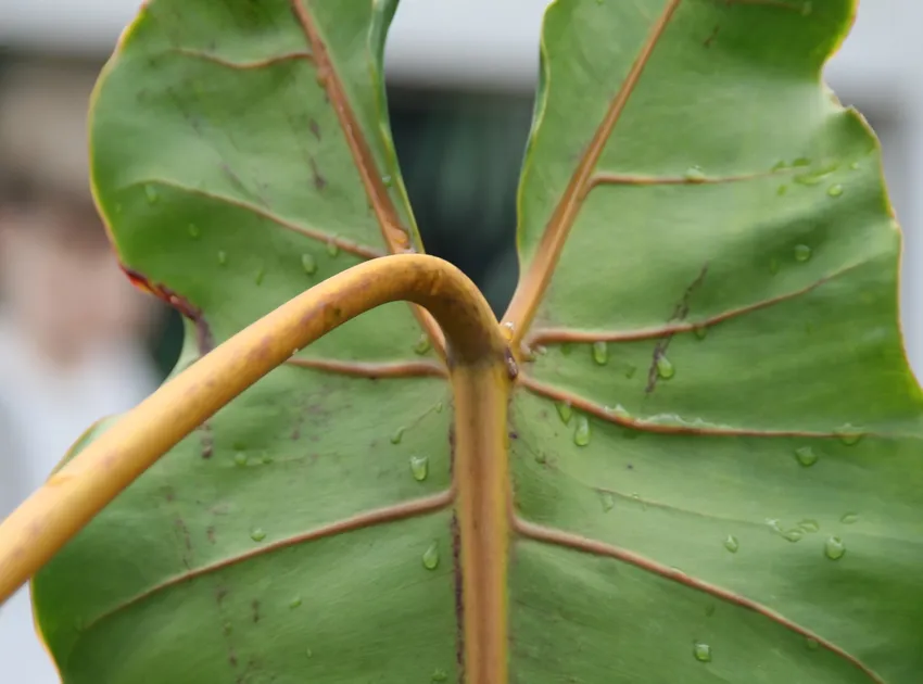 philodendron billietiae plant showing characteristic features