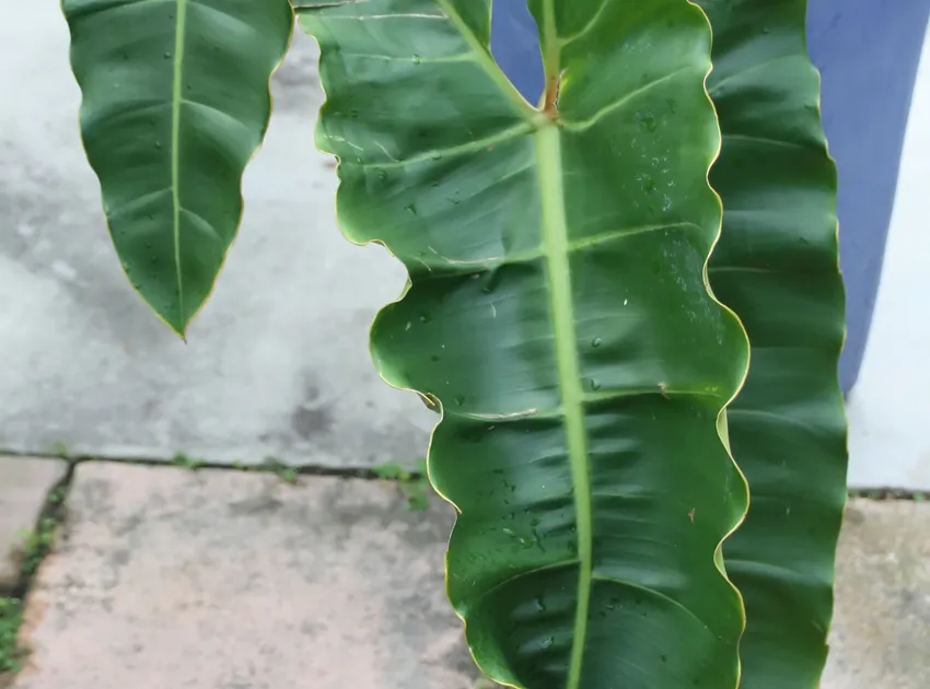 philodendron billietiae plant showing characteristic features