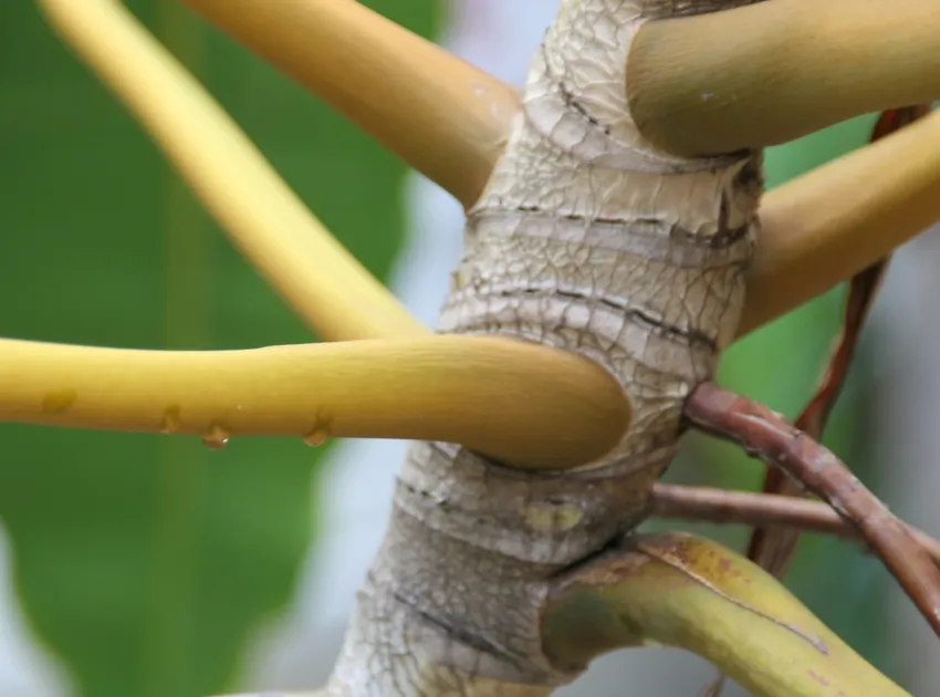 philodendron billietiae plant showing characteristic features