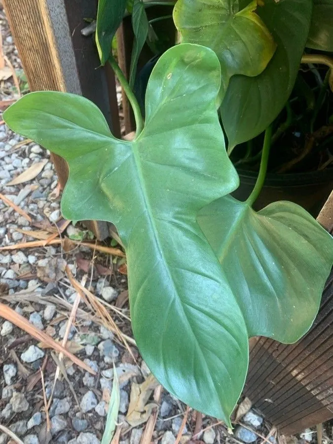 Plante philodendron bipennifolium montrant ses caractéristiques typiques