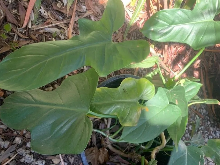 Plante philodendron bipennifolium montrant ses caractéristiques typiques