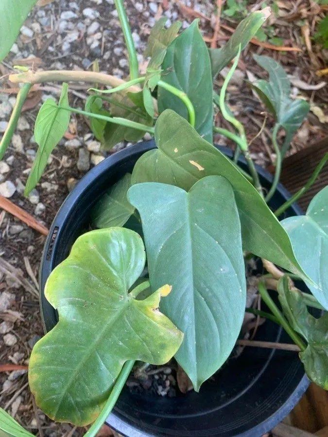 Plante philodendron bipennifolium montrant ses caractéristiques typiques