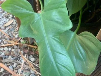 Image miniature philodendron bipennifolium