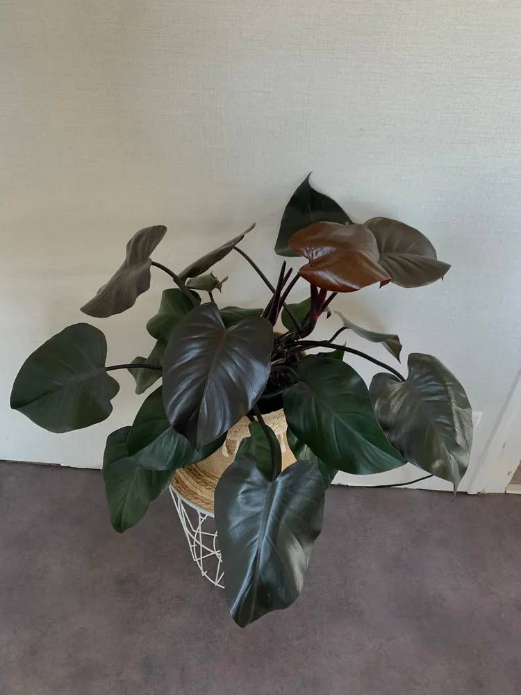 Plante philodendron black cardinal montrant ses caractéristiques typiques