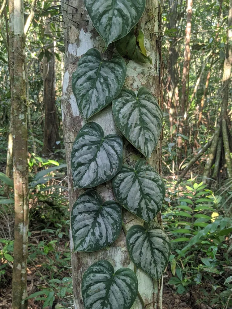 philodendron brandtianum plant showing characteristic features