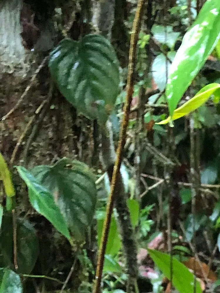 philodendron brandtianum plant showing characteristic features