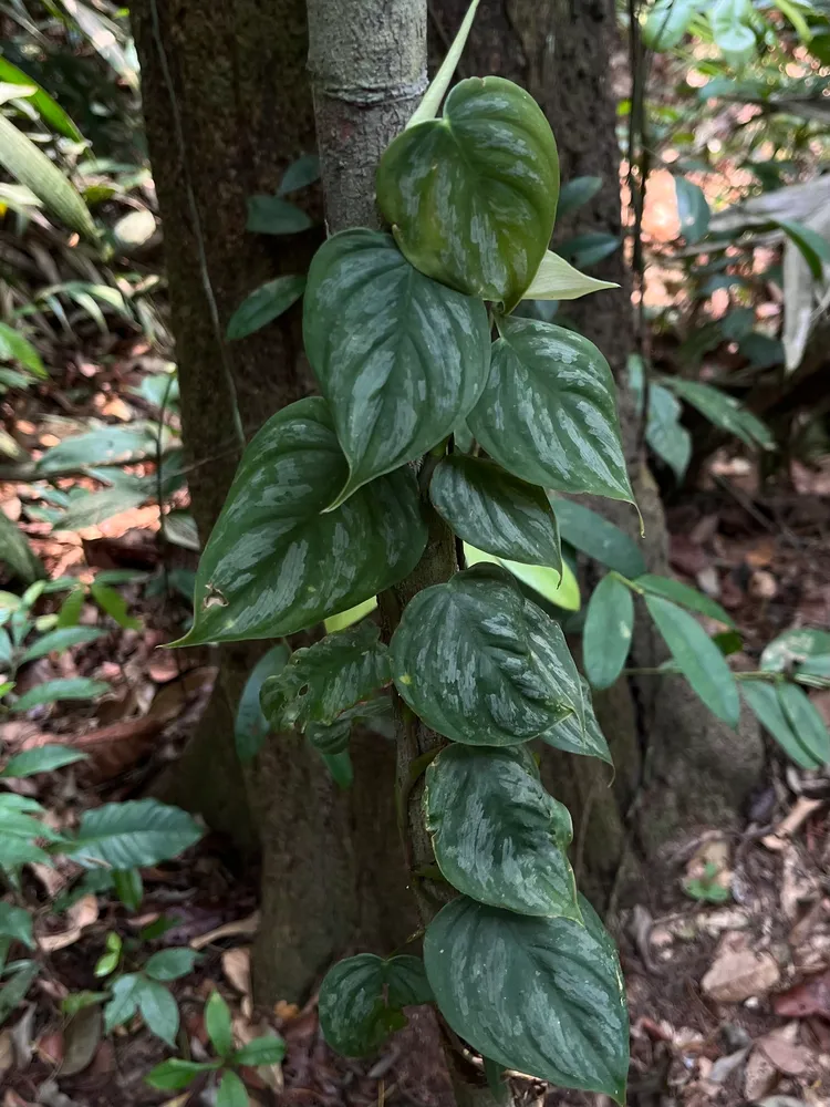 philodendron brandtianum plant showing characteristic features