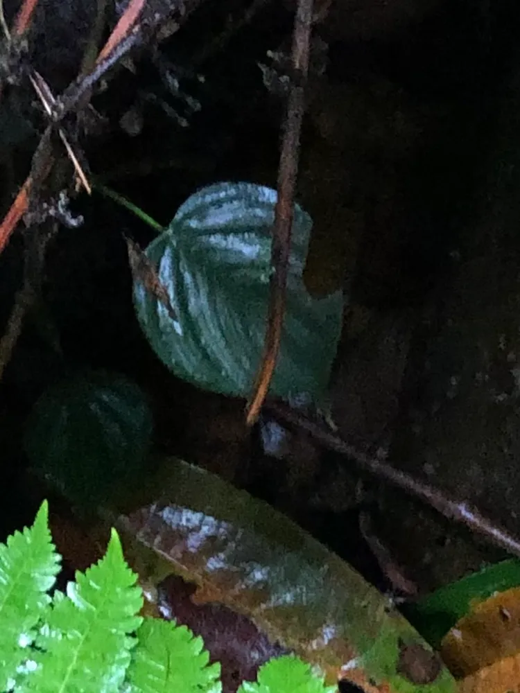 philodendron brandtianum plant showing characteristic features