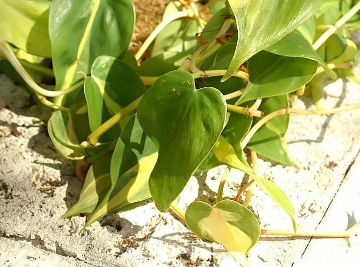 philodendron brasil plant showing characteristic features